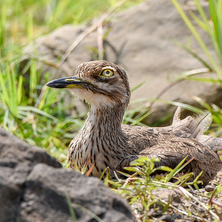 Water thick knee