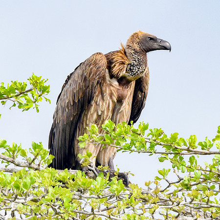 White backed vulture