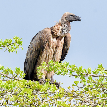 White backed vulture
