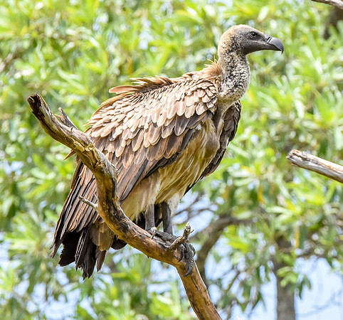 White backed vulture