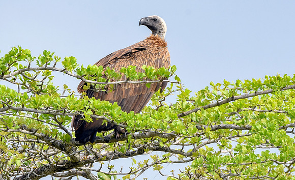 White backed vulture