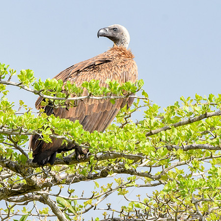 White backed vulture