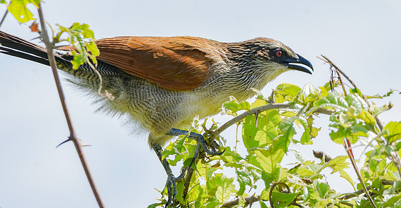 White browed coucal