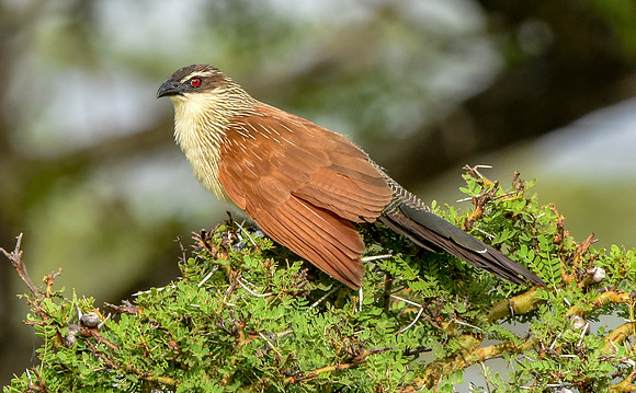 White browed coucal