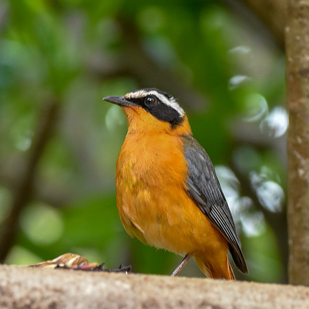 White browed robin chat