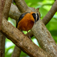 White browed robin chat