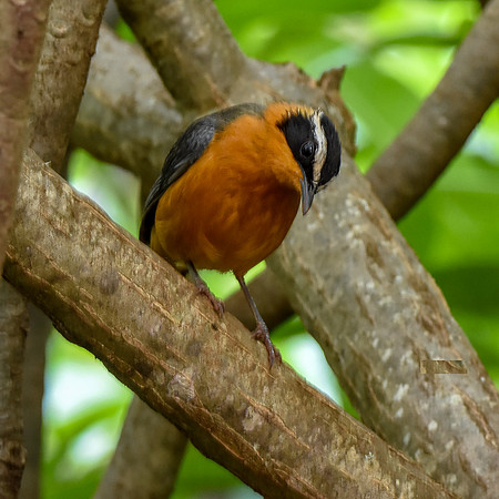 White browed robin chat