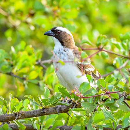 White browed sparrow weaver