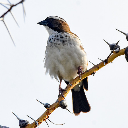 White browed sparrow weaver