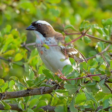 White browed sparrow weaver