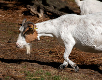 African pygmy goat