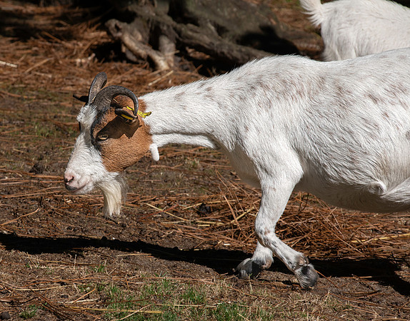 African pygmy goat