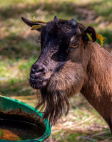 African pygmy goat