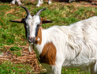 African pygmy goat