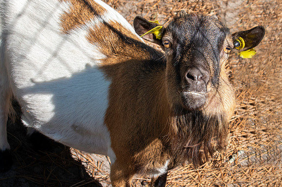 African pygmy goat
