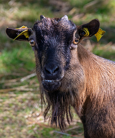 African pygmy goat