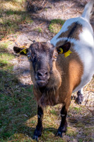 African pygmy goat