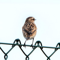 Whinchat