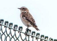 Whinchat