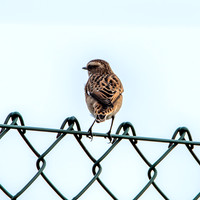 Whinchat