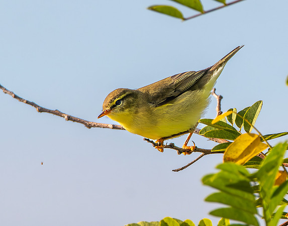 Willow warbler