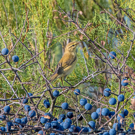 Willow warbler