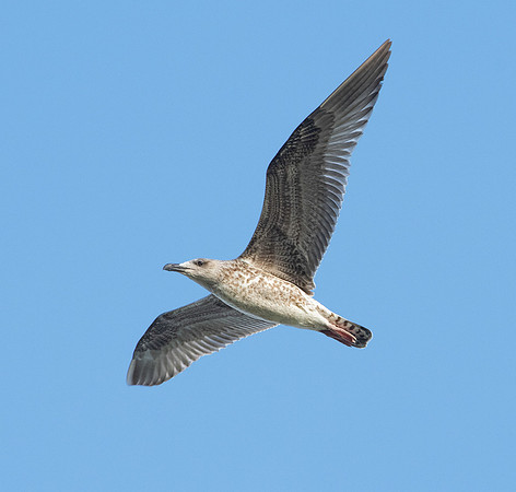 Yellow legged gull, immature
