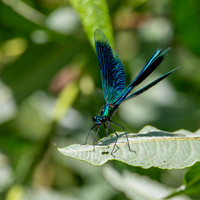 Banded demoiselle