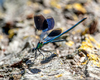 Banded demoiselle
