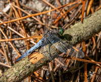 Black tailed skimmer
