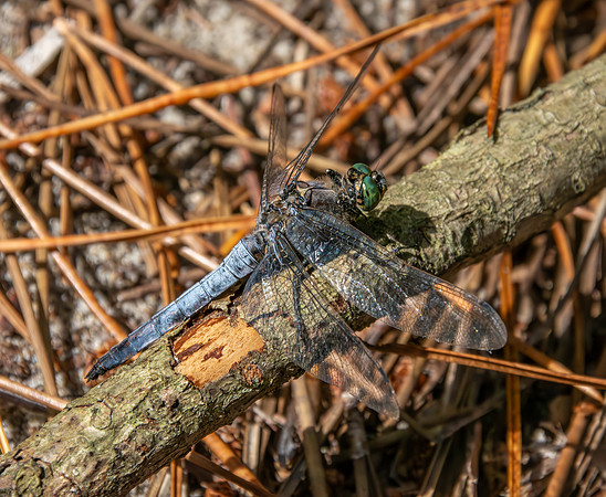 Black tailed skimmer