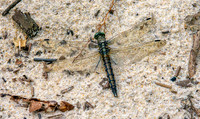 Black tailed skimmer