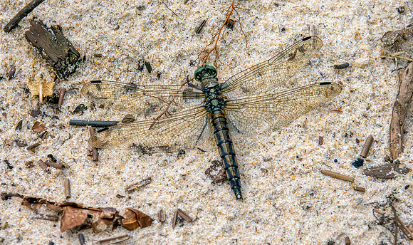 Black tailed skimmer
