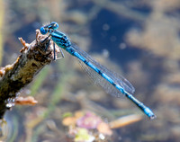 Goblet marked / blue eye