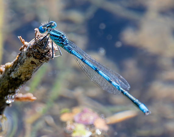 Goblet marked damselfly