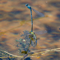 Goblet marked damselfly laying eggs