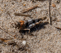 Blue winged grasshopper