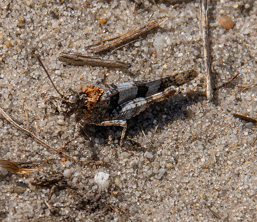 Blue winged grasshopper