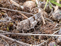 Blue winged grasshopper