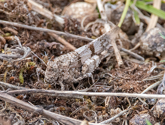 Blue winged grasshopper
