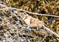 Blue winged grasshopper