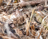 Blue winged grasshopper