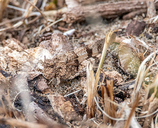 Blue winged grasshopper
