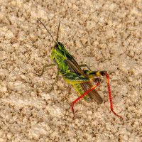 Bow winged grasshopper