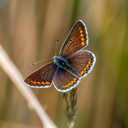 Brown Argus