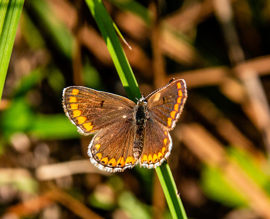 Brown Argus