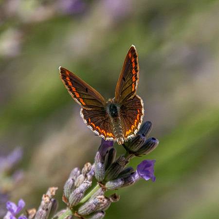 Brown Argus