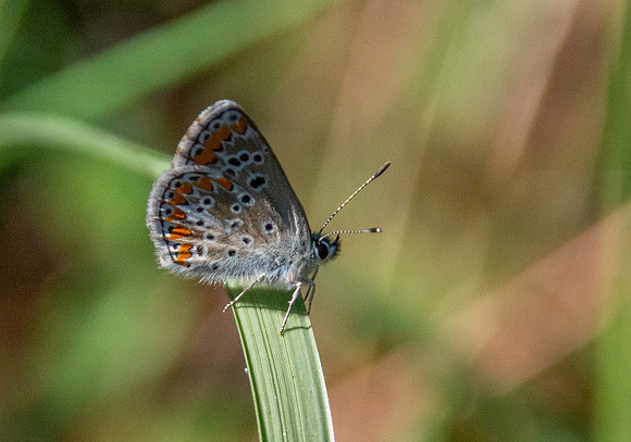 Brown Argus