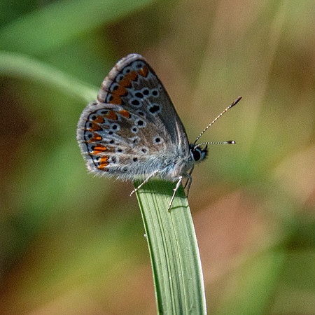 Brown Argus