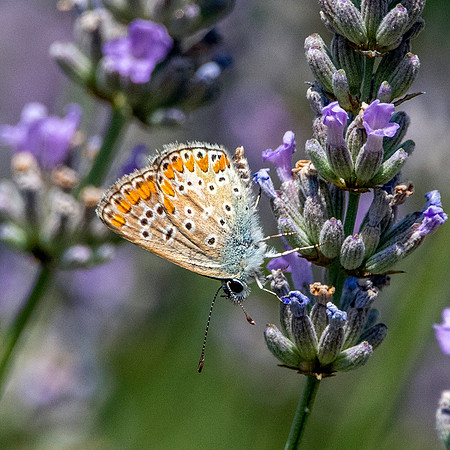 Brown Argus